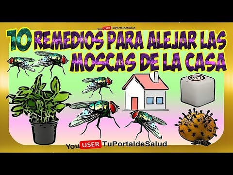 Como Eliminar y Espantar las Moscas | 10 Remedios Caseros para Alejar las Moscas de la Casa🐝🐝