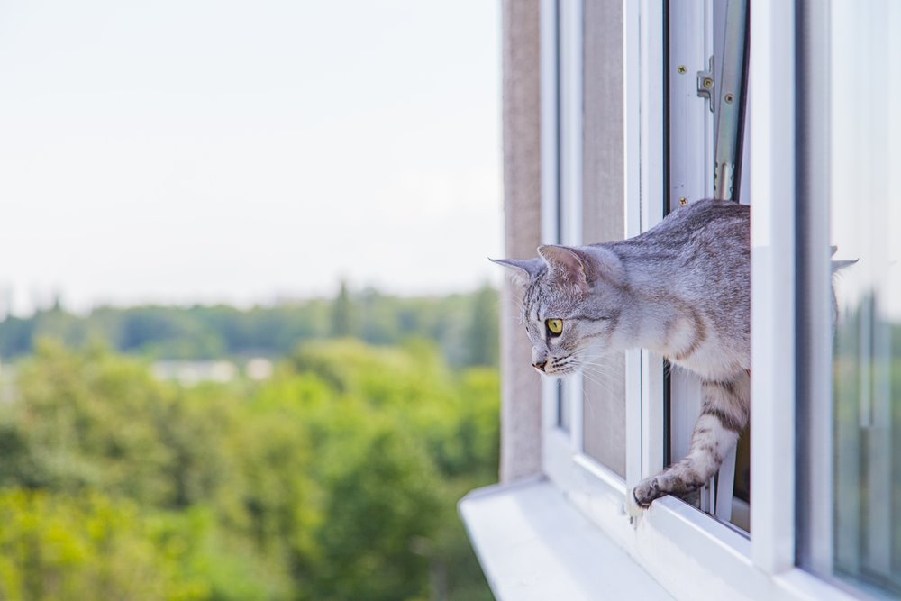 MOSQUITERA GATOS 1