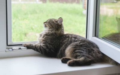 🐱 Mosquitera para Gatos: Seguridad y Comodidad en tu Hogar